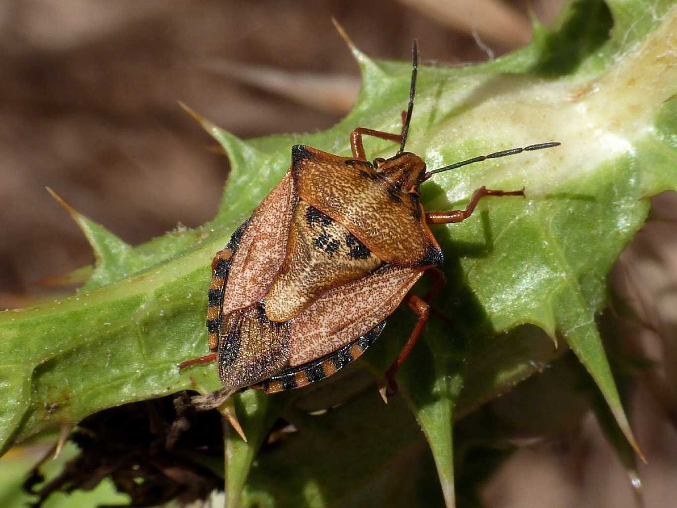 Codophila varia e Carpocoris mediterraneus atlanticus